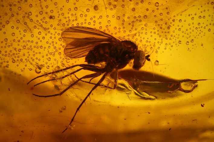Detailed Fossil Fly (Dolichopodidae) In Baltic Amber #170086